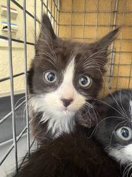 ZAZZLES -  Domestic Long Hair Cat for Adoption in Fort Myers, Florida - ZAZZLES | PetCurious