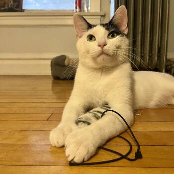 Rosanov -  Domestic Short Hair Cat for Adoption in Chicago, Illinois - Rosanov | PetCurious