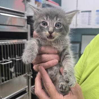 Atlas -  Domestic Short Hair Cat for Adoption in Fredericksburg, Virginia - Atlas | PetCurious