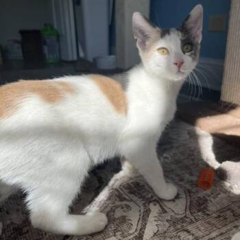 DOTTIE -  Dilute Calico Cat for Adoption in Kenosha, Wisconsin - DOTTIE | PetCurious