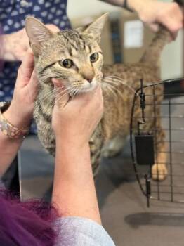 Teddie -  Domestic Short Hair Cat for Adoption in Memphis, Tennessee - Teddie | PetCurious