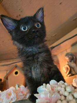 Cletus -  Domestic Short Hair Cat for Adoption in Hinckley, Illinois - Cletus | PetCurious