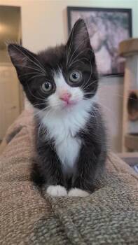 Poppy -  Domestic Short Hair Cat Available for Adoption in Fayetteville, Arkansas - Poppy | PetCurious