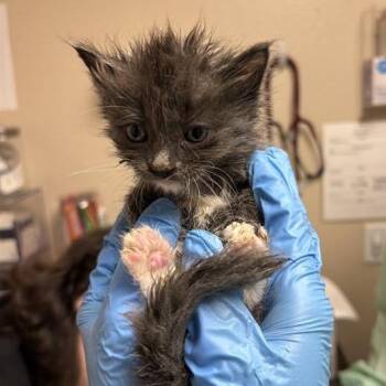 Drop -  Domestic Short Hair Cat for Adoption in Tempe, Arizona - Drop | PetCurious