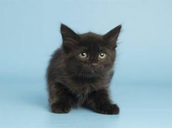 HAMILTON -  Domestic Short Hair Cat for Adoption in Phoenix, Arizona - HAMILTON | PetCurious
