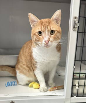 Rescue Domestic Short Hair Cats for Adoption in Alexandria, Virginia - Achilles (Baghdad) | PetCurious