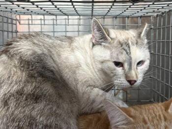 ASTRID -  Snowshoe Cat for Adoption in West Valley City, Utah - ASTRID | PetCurious
