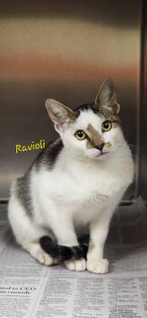 Ravioli -  Domestic Short Hair Cat for Adoption in Marion, Mississippi - Ravioli | PetCurious