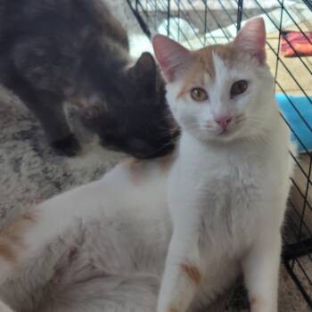 Domestic Short Hair and Turkish Van Cats Available for Adoption in San Jose, California - Joji | PetCurious