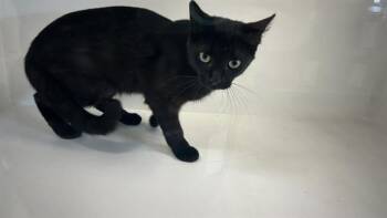 Domestic Short Hair Cats Available for Adoption in Winter Haven, Florida - NOODLES | PetCurious
