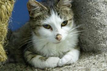 Domestic Short Hair Cats Available for Adoption in Neillsville, Wisconsin - Florence | PetCurious
