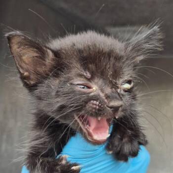 OCEAN -  Domestic Short Hair Cat for Adoption in San Antonio, Texas - OCEAN | PetCurious