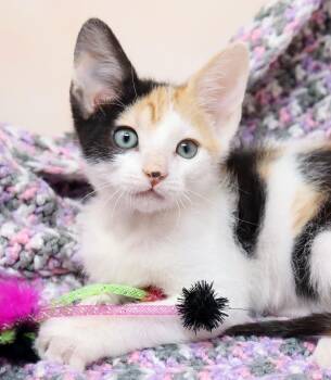 Rescue Domestic Short Hair Cats for Adoption in Tierra Verde, Florida - Dainty | PetCurious