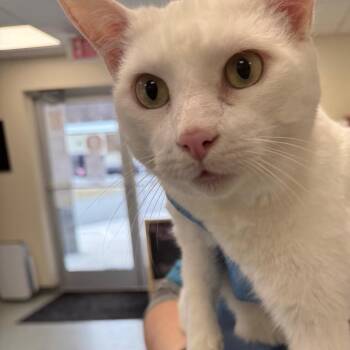 Domestic Short Hair Cats Available for Adoption - Minnie | PetCurious