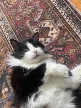 Domestic Long Hair Cats Available for Adoption - Leo | PetCurious