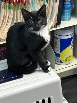 Domestic Short Hair Cats Available for Adoption - Wheeler | PetCurious