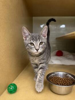 Domestic Short Hair Cats Available for Adoption in Fort Lupton, Colorado - Feta Cheeze | PetCurious