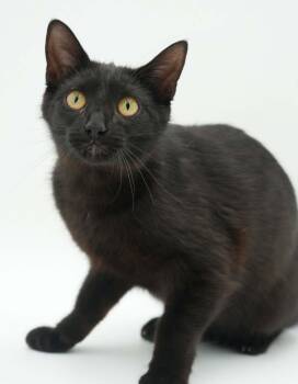 Squirrel is just darn cute - licorice love bug - loves her bro F -  Bombay and Bengal Cat for Adoption in Bedford Hills, New York - Squirrel Is Just Darn Cute - Licorice Love Bug - Loves Her Bro F | PetCurious
