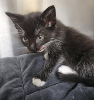 Domestic Short Hair Cats Available for Adoption in Kennewick, Washington - Bumble | PetCurious