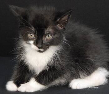 Domestic Short Hair Cats Available for Adoption in Newland, North Carolina - Firefox | PetCurious