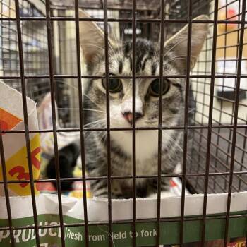 A612336 -  Domestic Short Hair Cat for Adoption in Modesto, California - A612336 | PetCurious
