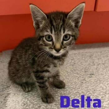 Domestic Short Hair Cats Available for Adoption in Wilmington, Delaware - Delta | PetCurious