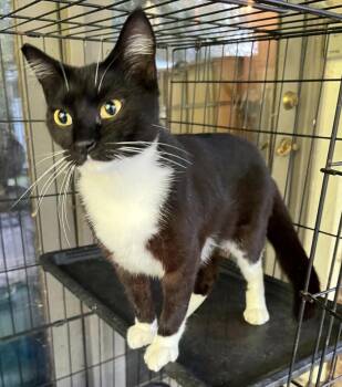 Lovie -  Domestic Short Hair Cat for Adoption in Connelly Springs, North Carolina - Lovie | PetCurious