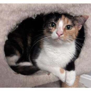 Palette Dell -  Domestic Short Hair Cat for Adoption in Hudson, Massachusetts - Palette Dell | PetCurious