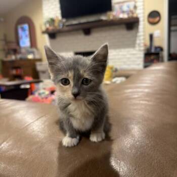 Pearl -  Domestic Short Hair Cat Available for Adoption in Prosper, Texas - Pearl | PetCurious