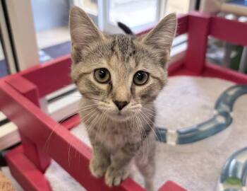 Piper -  Domestic Short Hair Cat Available for Adoption in Columbus, Indiana - Piper | PetCurious