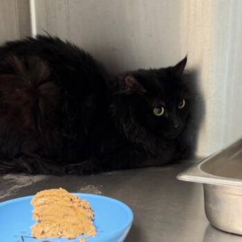 Skeleton -  Domestic Medium Hair Cat for Adoption in Englewood, Florida - Skeleton | PetCurious