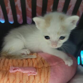 Cardigan -  Domestic Short Hair Cat for Adoption in Abilene, Texas - Cardigan | PetCurious
