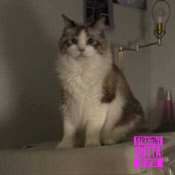 Ragdoll Cats Available for Adoption in Vancouver, British Columbia - Socks (Bonded To Boots) | PetCurious