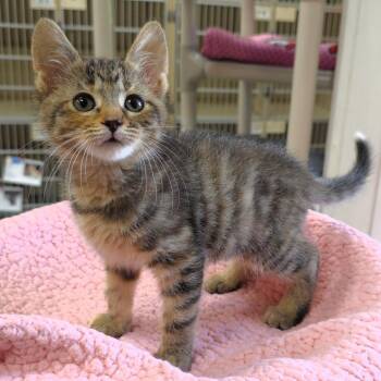 Gretchen -  Domestic Short Hair Cat for Adoption in Michigan City, Indiana - Gretchen | PetCurious