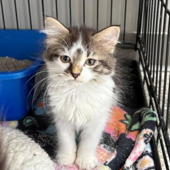Bim -  Domestic Short Hair Cat for Adoption in Detroit Lakes, Minnesota - Bim | PetCurious