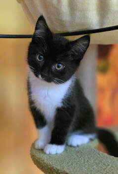 Sprout -  Domestic Short Hair Cat for Adoption in Beaverton, Oregon - Sprout | PetCurious