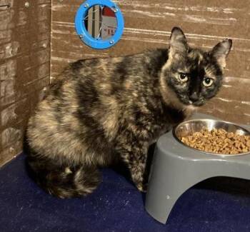 Domestic Short Hair Cats Available for Adoption in Lawrenceville, Georgia - Chilli Healer | PetCurious