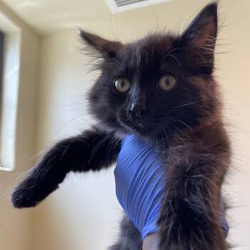 Domestic Long Hair Cats Available for Adoption in Pasadena, California - Coffee Bean | PetCurious