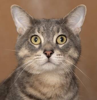 Figgy Fields -  Tabby Cat for Adoption in Chicago, Illinois - Figgy Fields | PetCurious