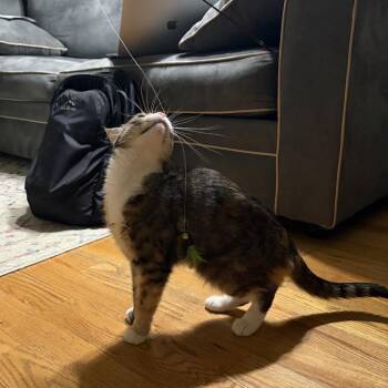 Florence 2 -  Domestic Short Hair Cat for Adoption - Florence 2 | PetCurious