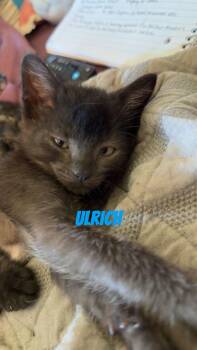 Ulrich -  Domestic Short Hair Cat for Adoption in Kirksville, Missouri - Ulrich | PetCurious
