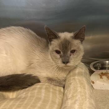 Josephine -  Domestic Short Hair and Siamese Cat for Adoption in Los Angeles, California - Josephine | PetCurious