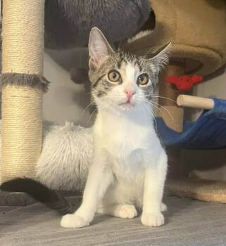 Rescue Domestic Short Hair Cats for Adoption in South Lyon, Michigan - Pratt (bonded Pair With Tinsley) | PetCurious