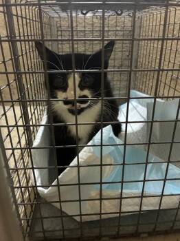 HERCULE POIROT -  Domestic Short Hair Cat for Adoption in Louisville, Kentucky - HERCULE POIROT | PetCurious