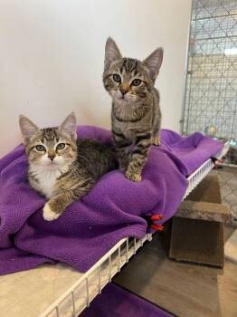 Domestic Short Hair Cats Available for Adoption - Fuzzby | PetCurious