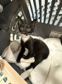Silvester -  Domestic Short Hair Cat for Adoption in Fallston, Maryland - Silvester | PetCurious