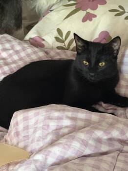 Obsidian -  Domestic Short Hair Cat for Adoption in Walnut Creek, California - Obsidian | PetCurious