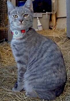 Rescue Domestic Short Hair Cats for Adoption in San Francisco, California - Lexus (bonded With Beamer) | PetCurious