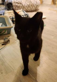 Martha (FCID# 05/07/2026 - 56) K -  Domestic Short Hair Cat for Adoption in Greenville, Delaware - Martha (FCID# 05/07/2026 - 56) K | PetCurious