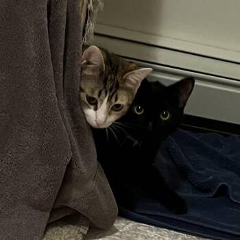 Beanie -  Domestic Short Hair Cat for Adoption in Wakefield, Massachusetts - Beanie | PetCurious